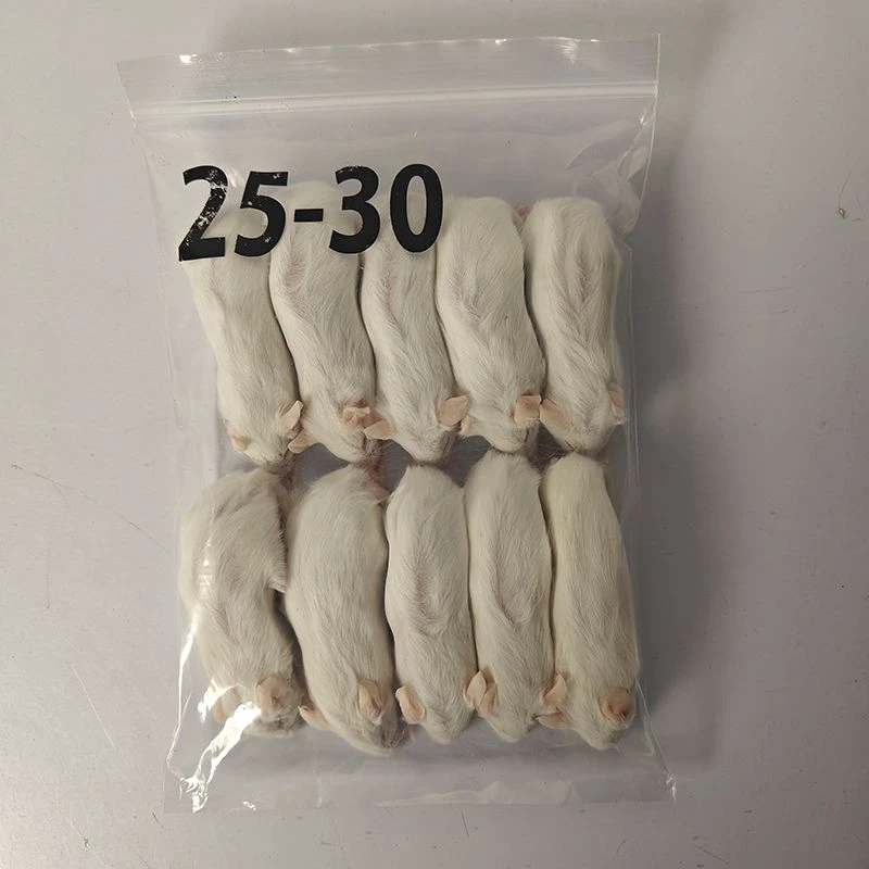 Zamrznjena podgana Jumbo