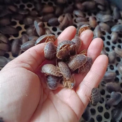 Dubia ščurki za plazilce