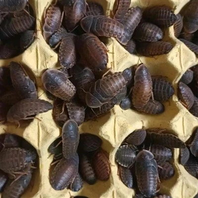 Izjemno velike dubijske ščurke