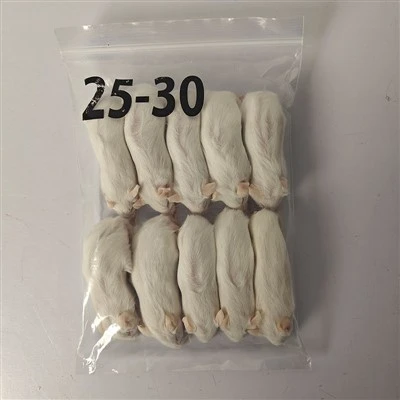 Zamrznjena podgana Jumbo